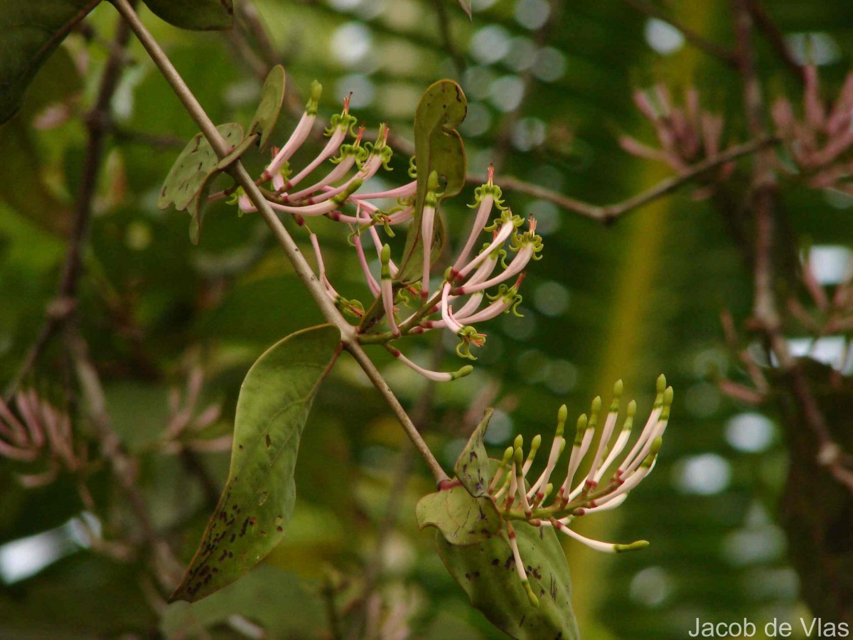 Dendrophthoe falcata (L.f.) Ettingsh.